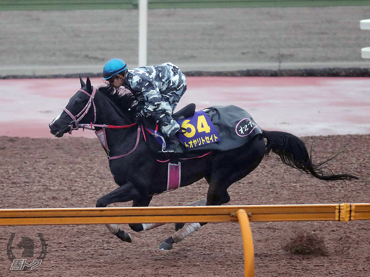 トオヤリトセイトの馬体写真