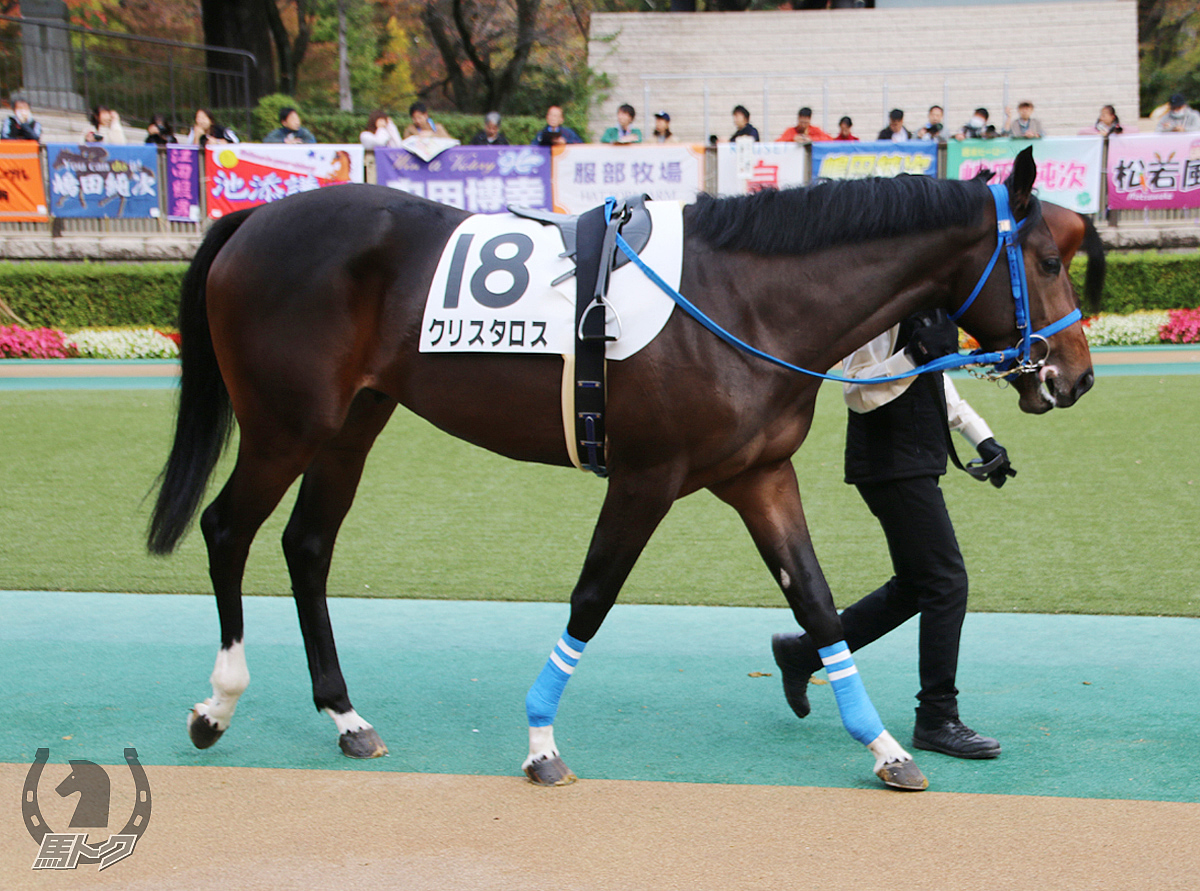 クリスタロスの馬体写真