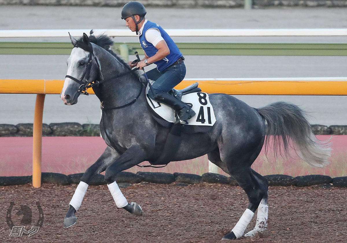 シフルマンの馬体写真