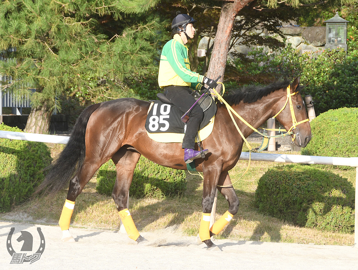ヨシノグッドラックの馬体写真