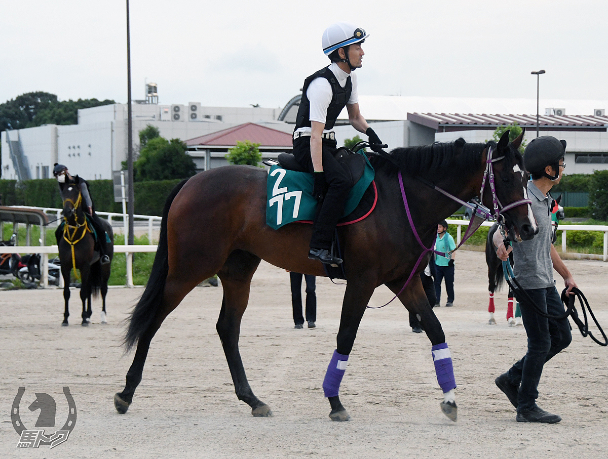 ロイヤルヴィザージの馬体写真