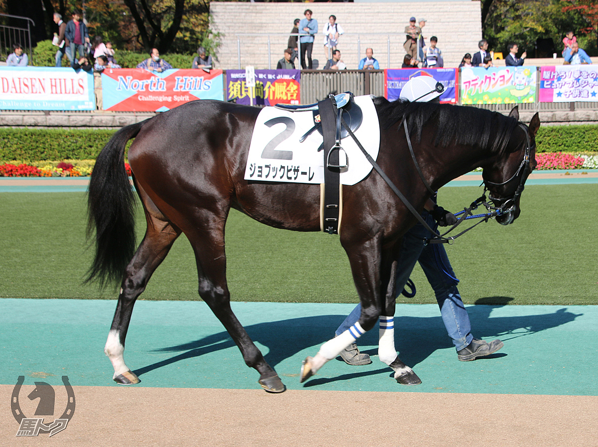 ジョブックビザーレの馬体写真