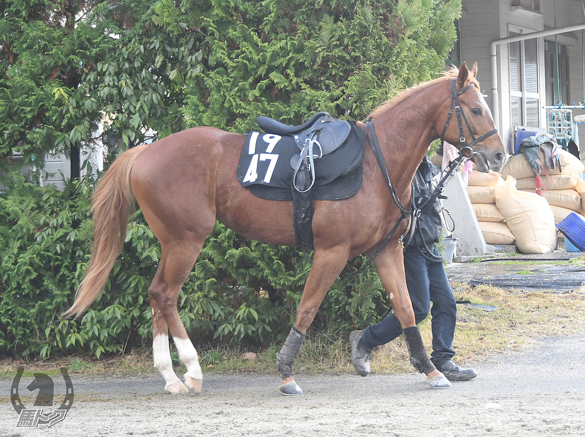 トミケンプロズバの馬体写真