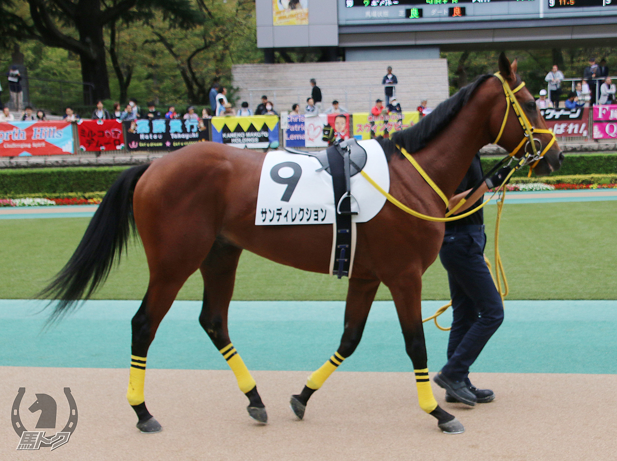 サンディレクションの馬体写真