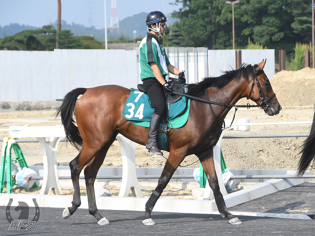 ボーズキャットの馬体写真