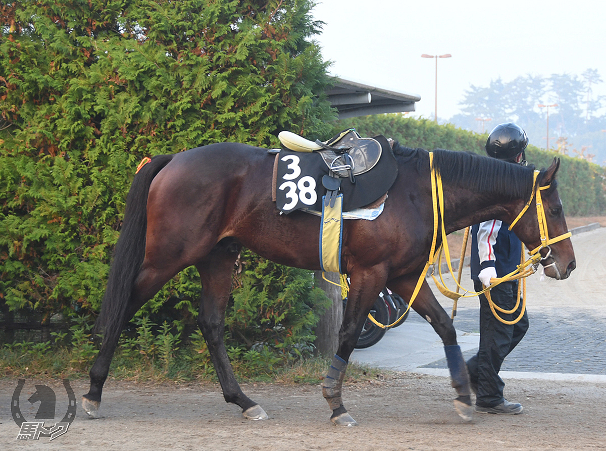 ケイアイマホガニーの馬体写真