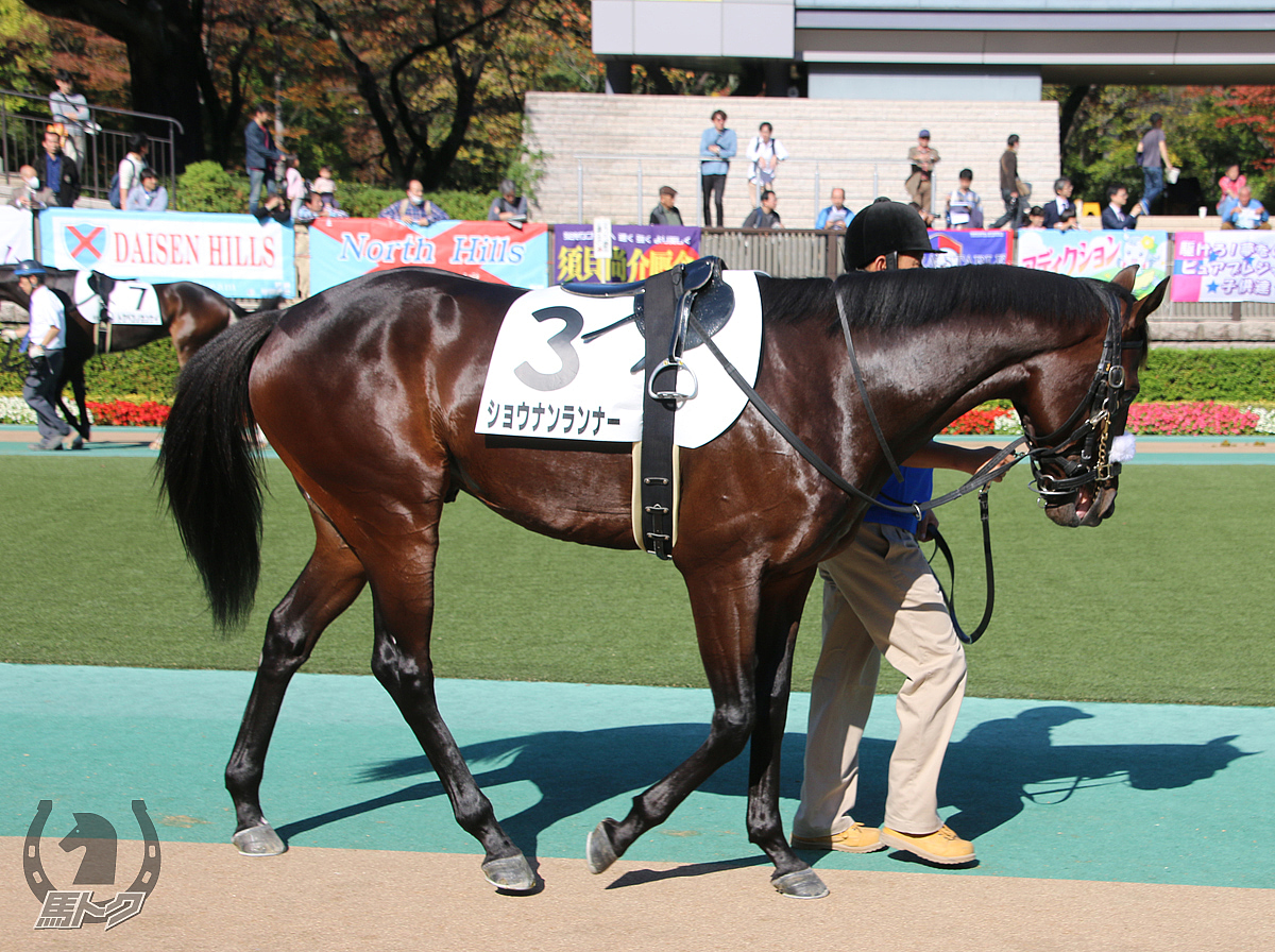 ショウナンランナーの馬体写真