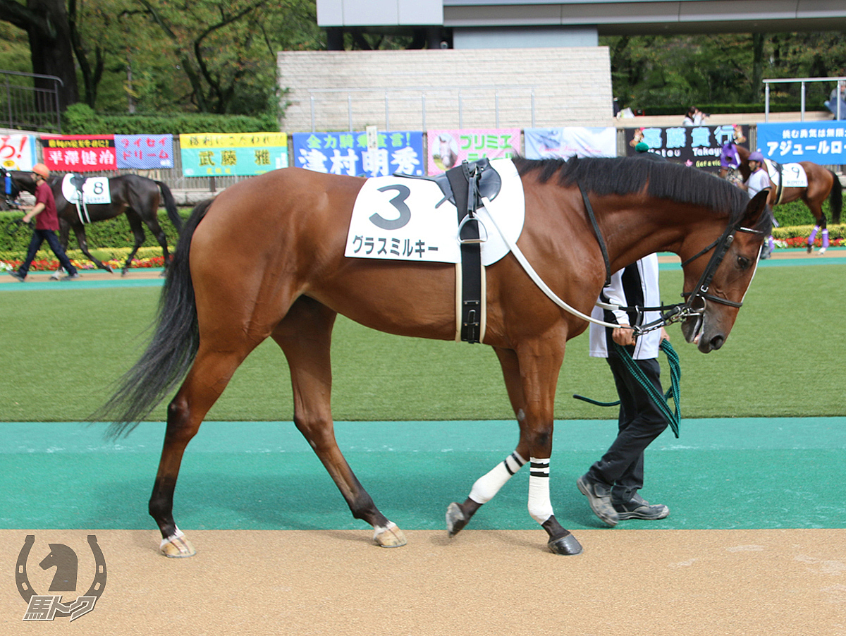 グラスミルキーの馬体写真