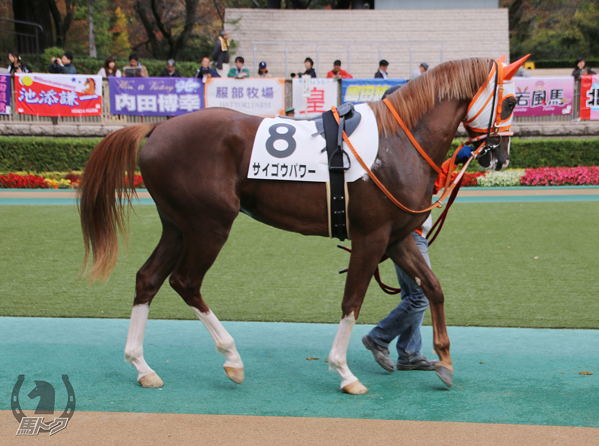 サイゴウパワーの馬体写真