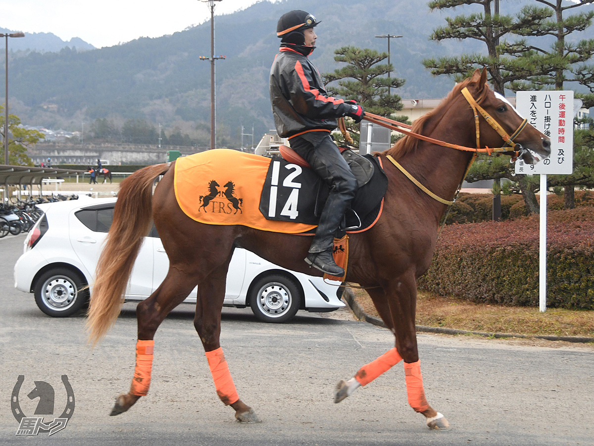 クリエイトザライフの馬体写真