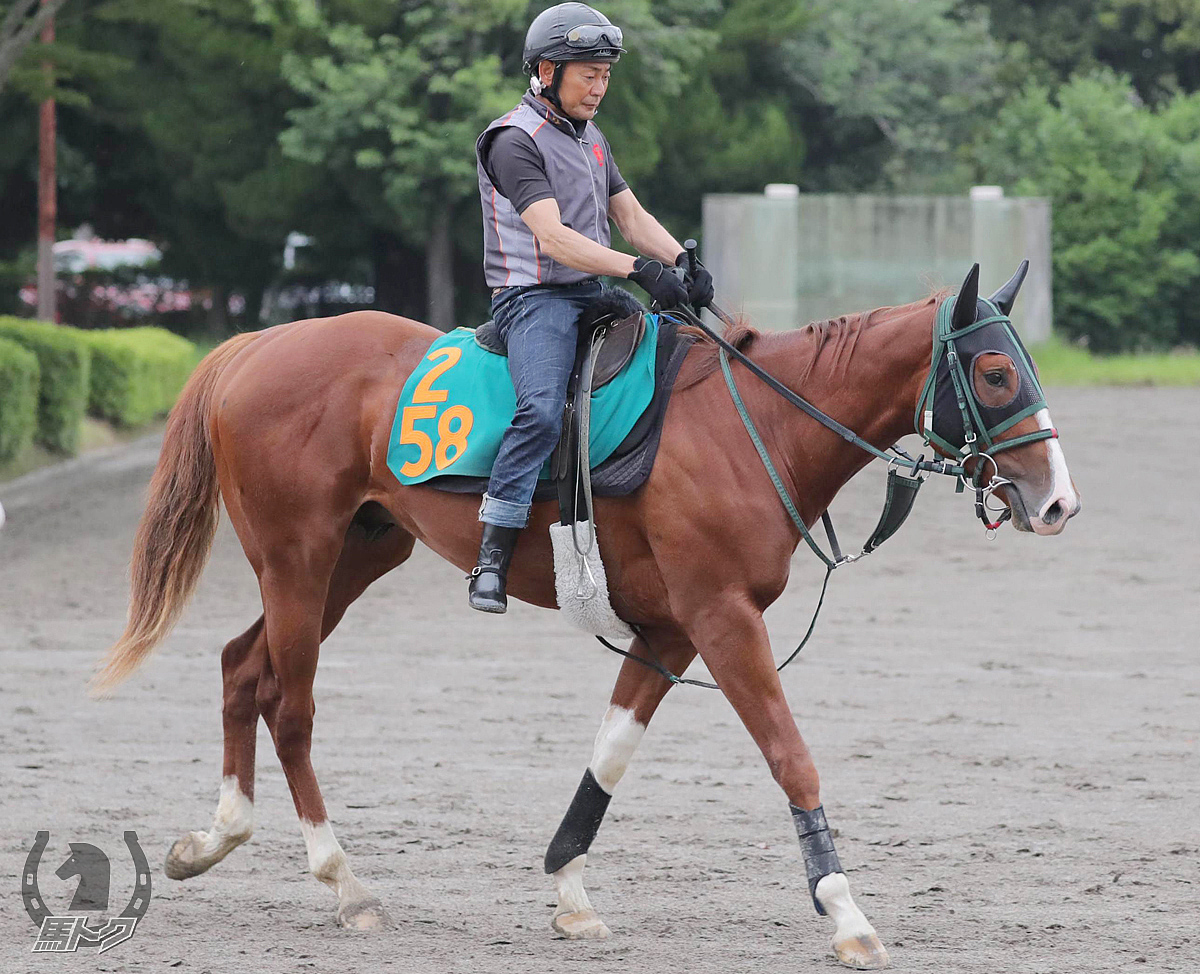 サトノジョニーの馬体写真