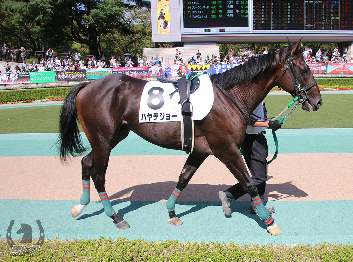 ハヤテジョーの馬体写真