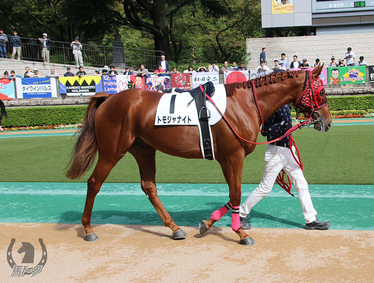 トモジャナイトの馬体写真