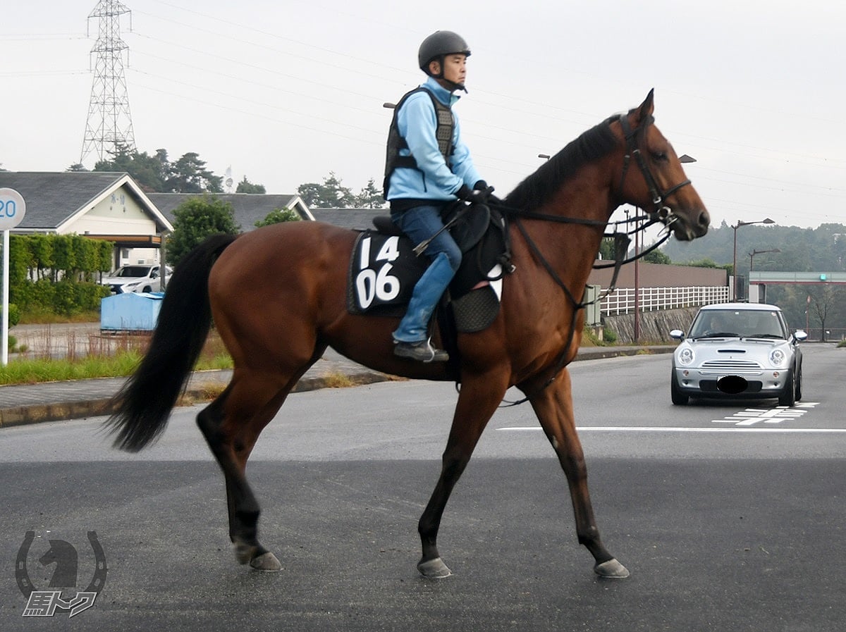 ヒルノアマランテの馬体写真