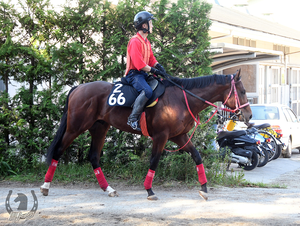 キョウエイミーレスの馬体写真