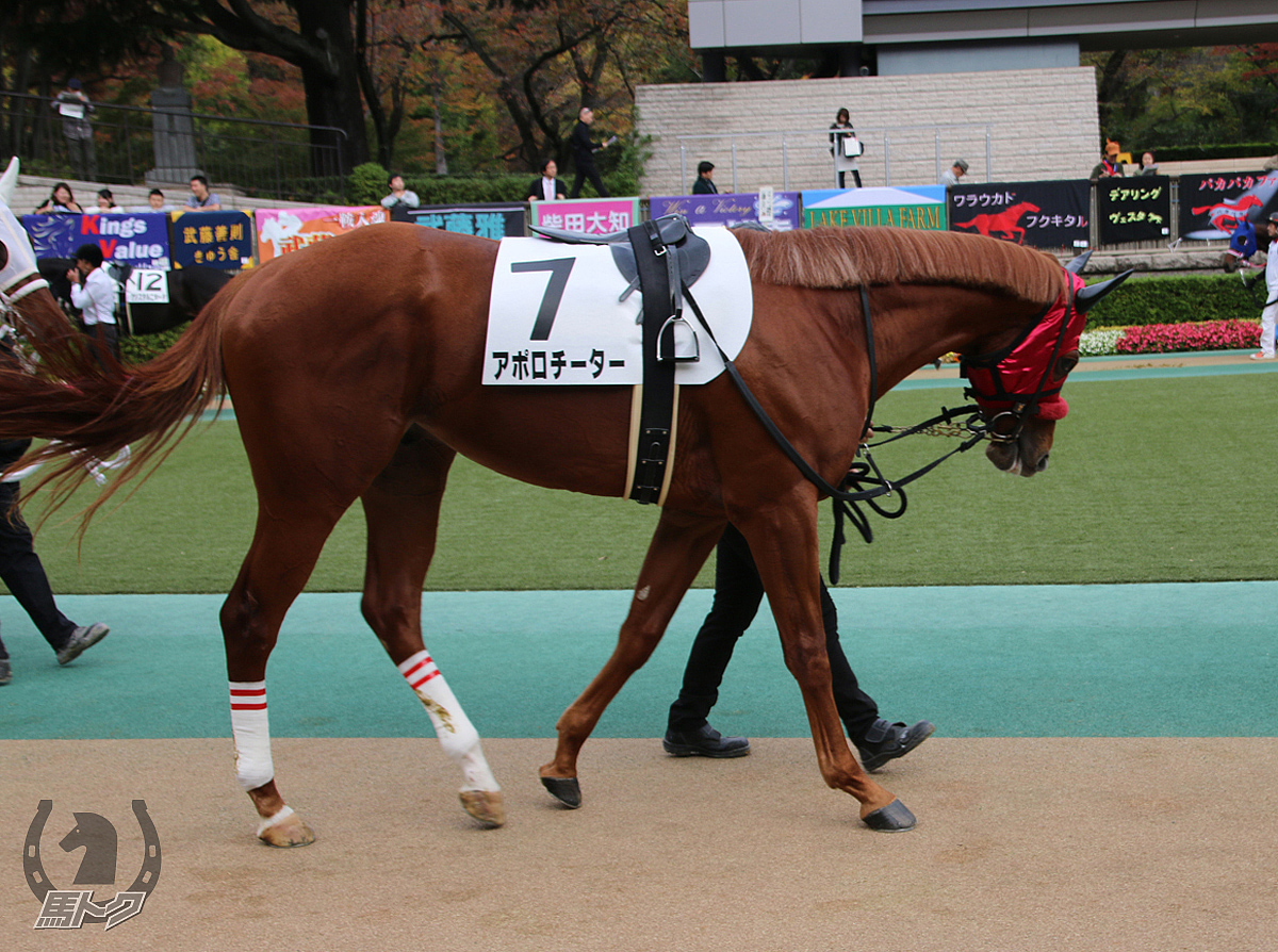 アポロチーターの馬体写真