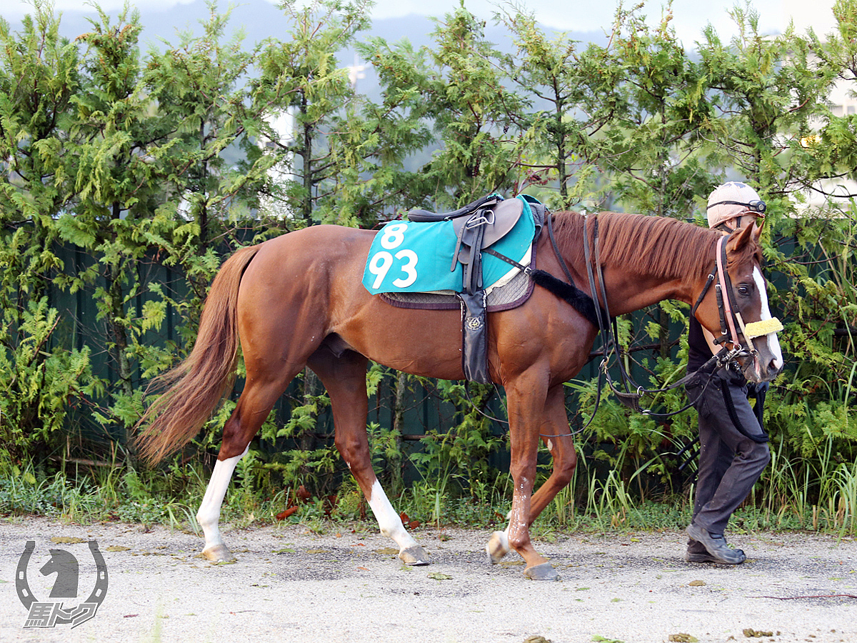 ハクサンストロングの馬体写真