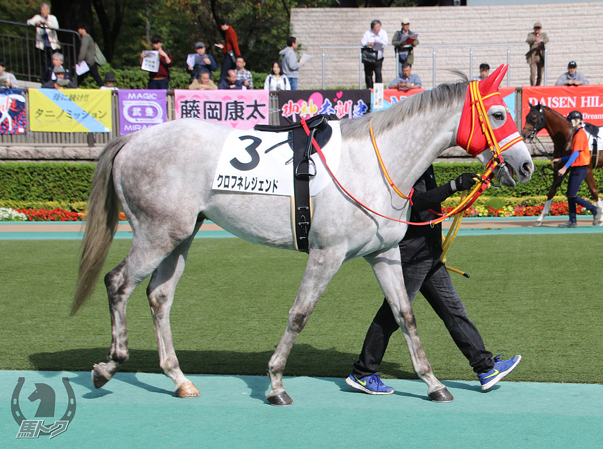 クロフネレジェンドの馬体写真