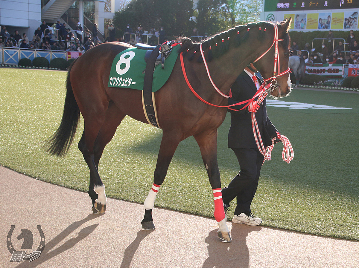 カフジジュピターの馬体写真