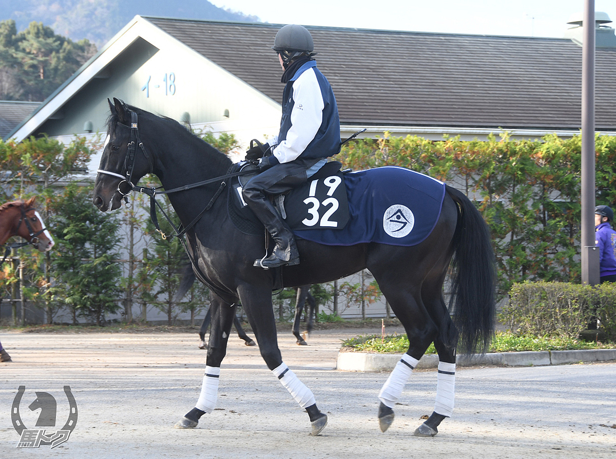 ジューンステータスの馬体写真