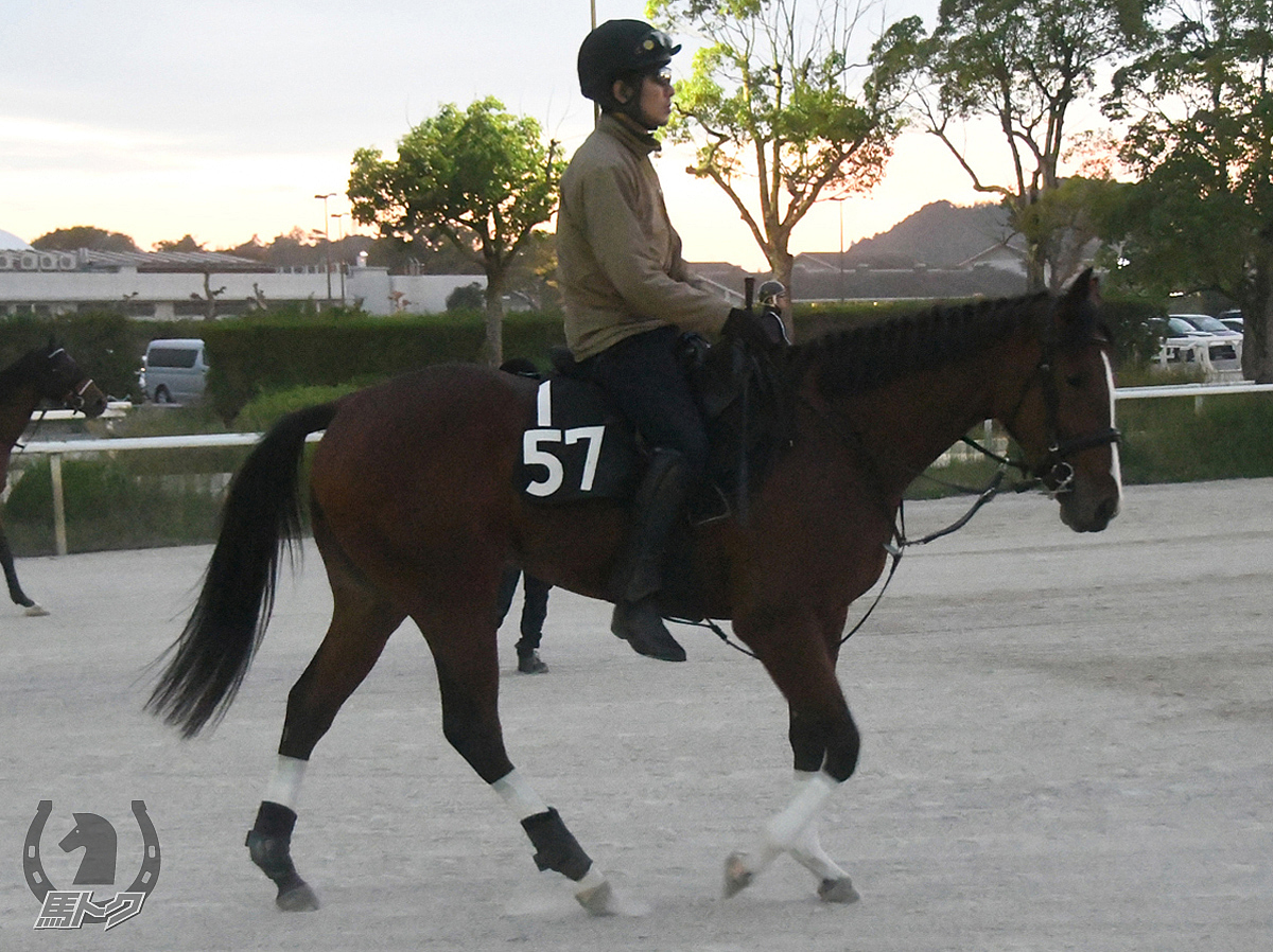 エイシンポジションの馬体写真
