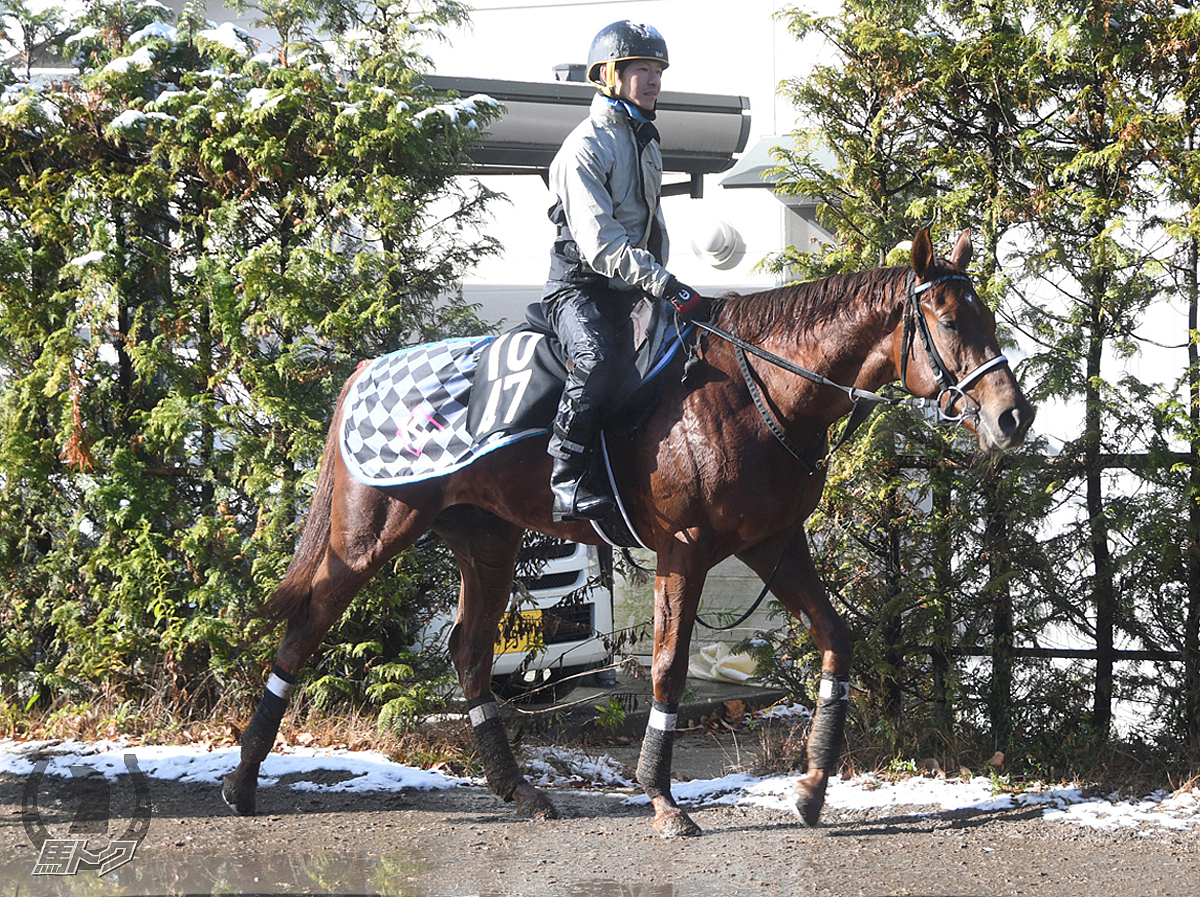 メディクスの馬体写真