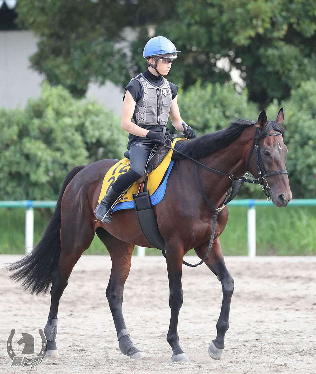 トーラスジェミニの馬体写真