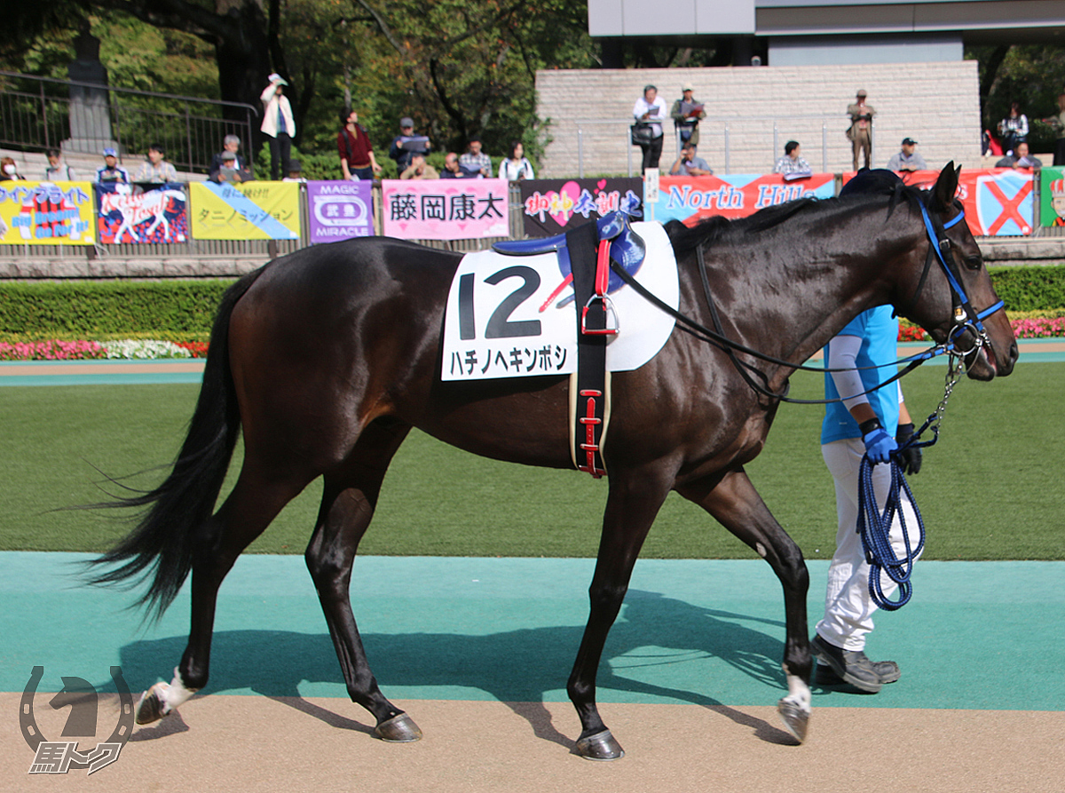 ハチノヘキンボシの馬体写真