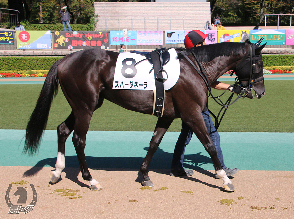 スパーダネーラの馬体写真