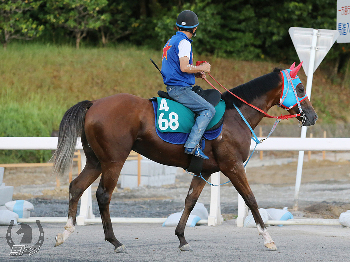 マイネルエイブの馬体写真