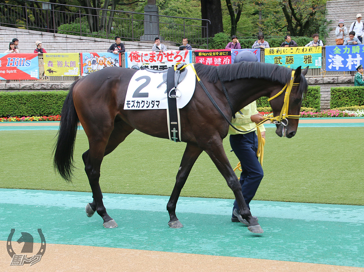 モズカクシダマの馬体写真