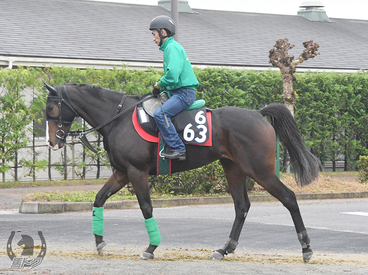 デルマカトリーナの馬体写真