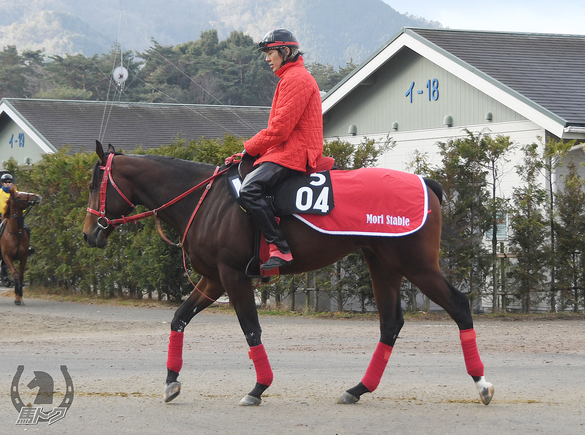 ステイグリーンの馬体写真