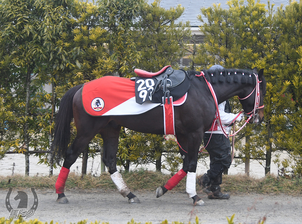 シブヤクロッシングの馬体写真