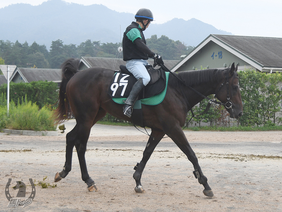 ヴィエントフレスコの馬体写真