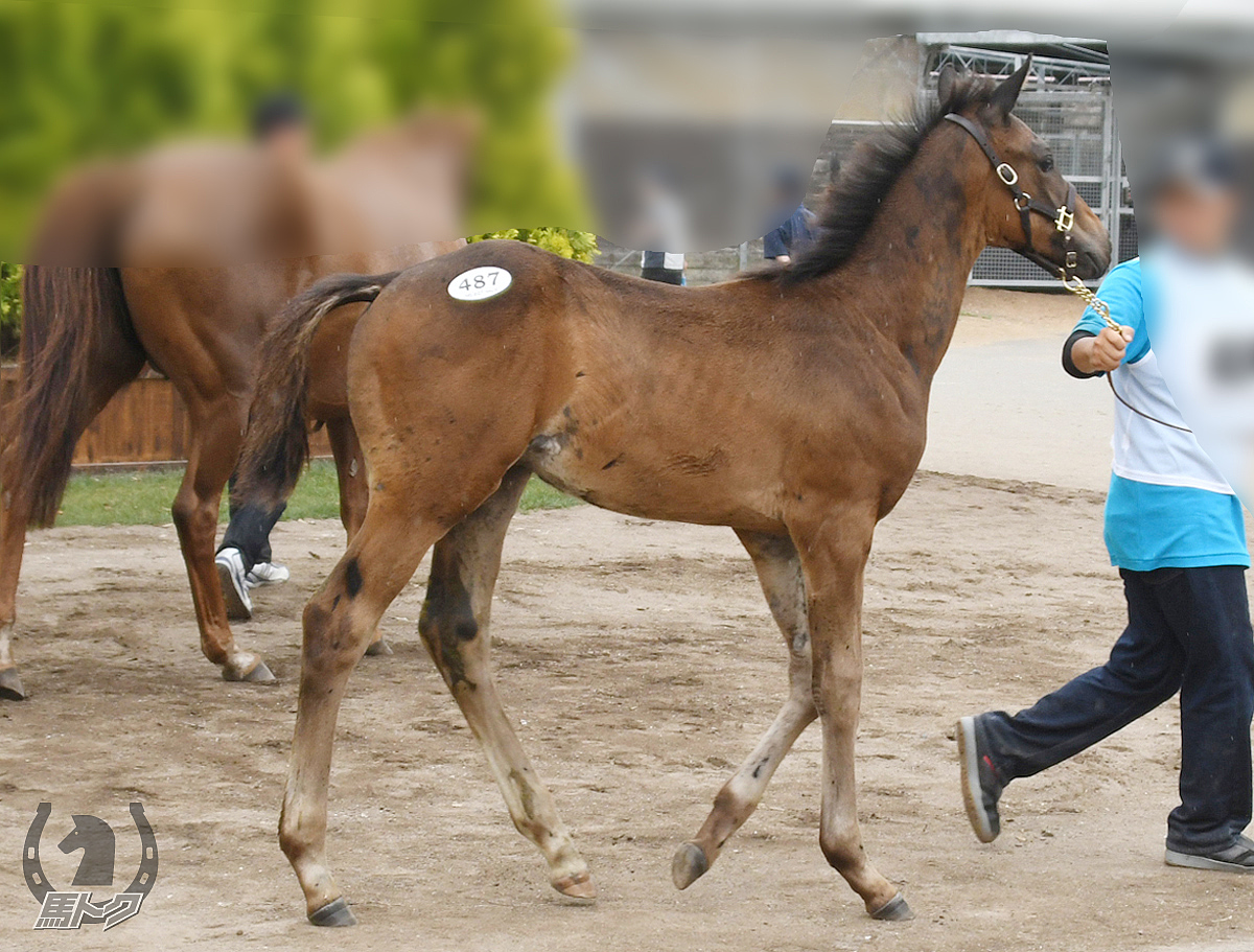 ドンベリーニの馬体写真