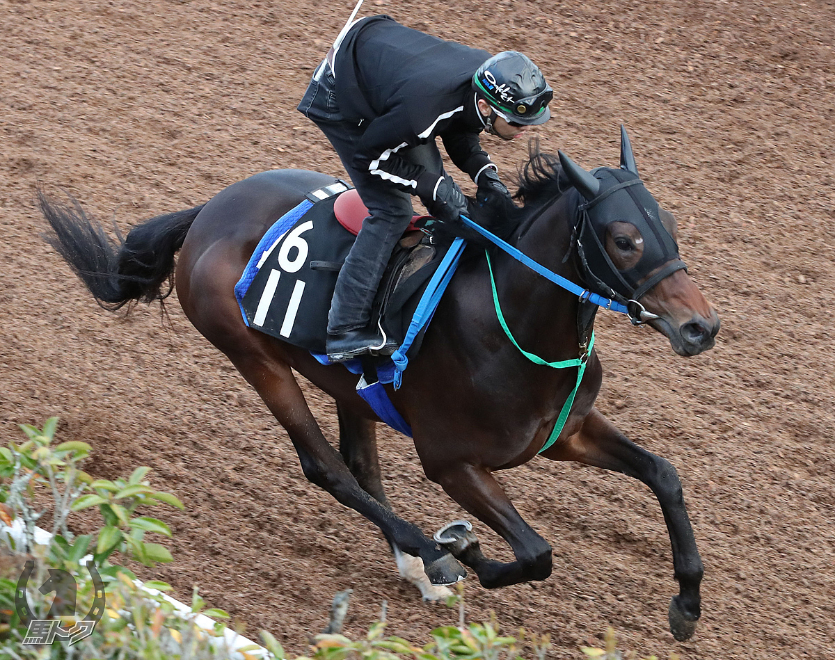 ゼンノジャスタの馬体写真