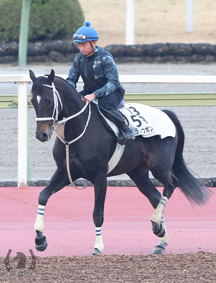 ディープボンドの馬体写真