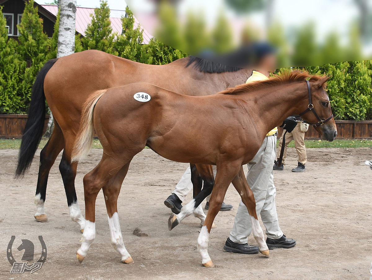 レーニンテソーロの馬体写真