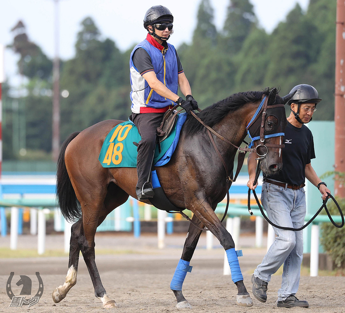 タイガーリリーの馬体写真