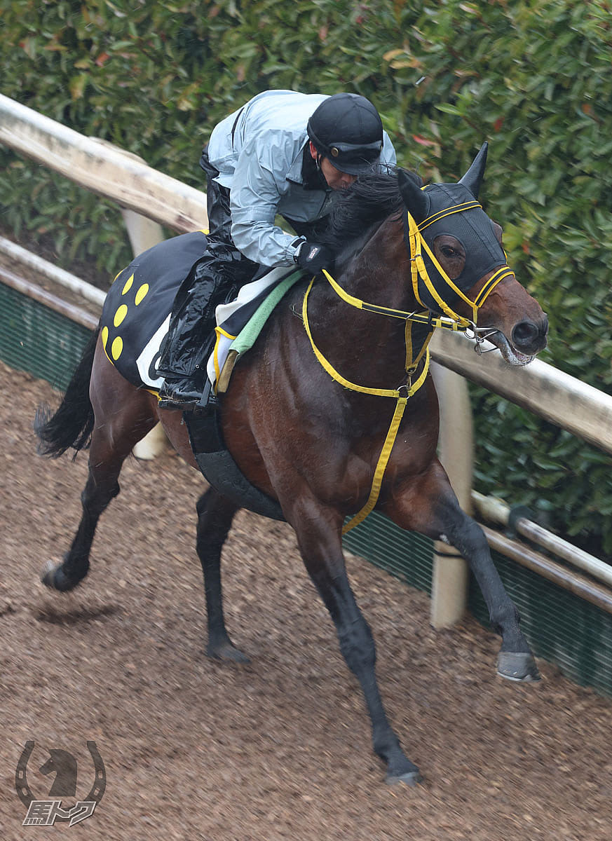 ワイドエンペラーの馬体写真