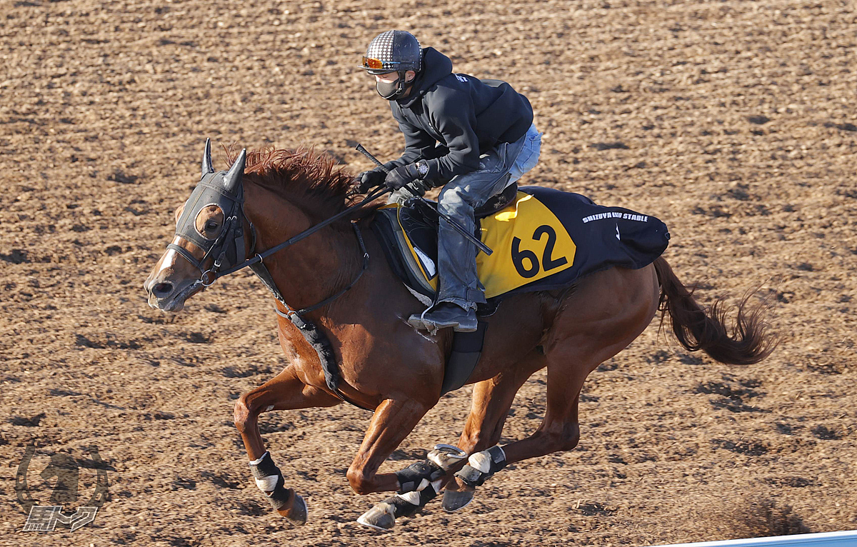 アティードの馬体写真