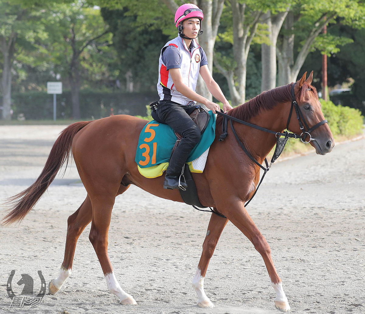 セイウンダイモスの馬体写真