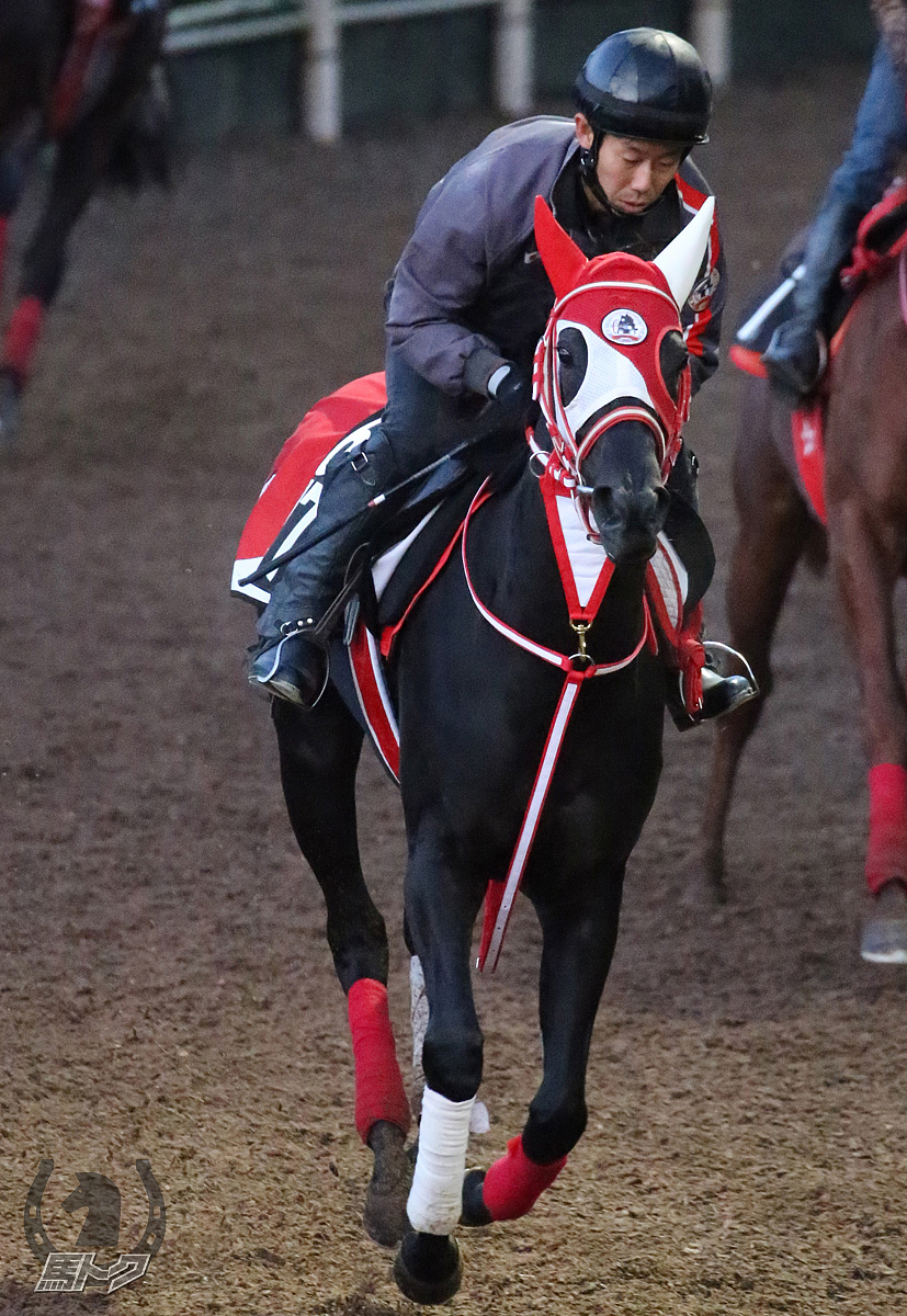 タウゼントシェーンの馬体写真