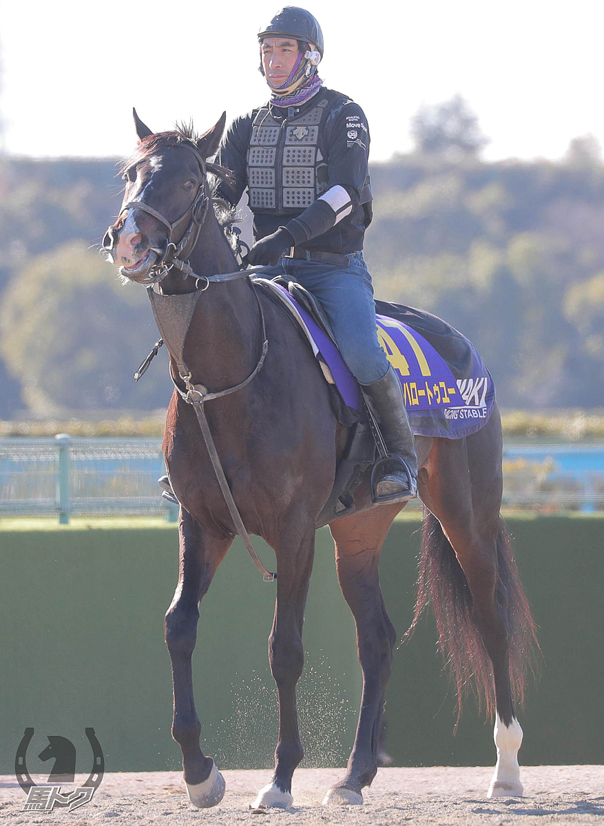 セイハロートゥユーの馬体写真