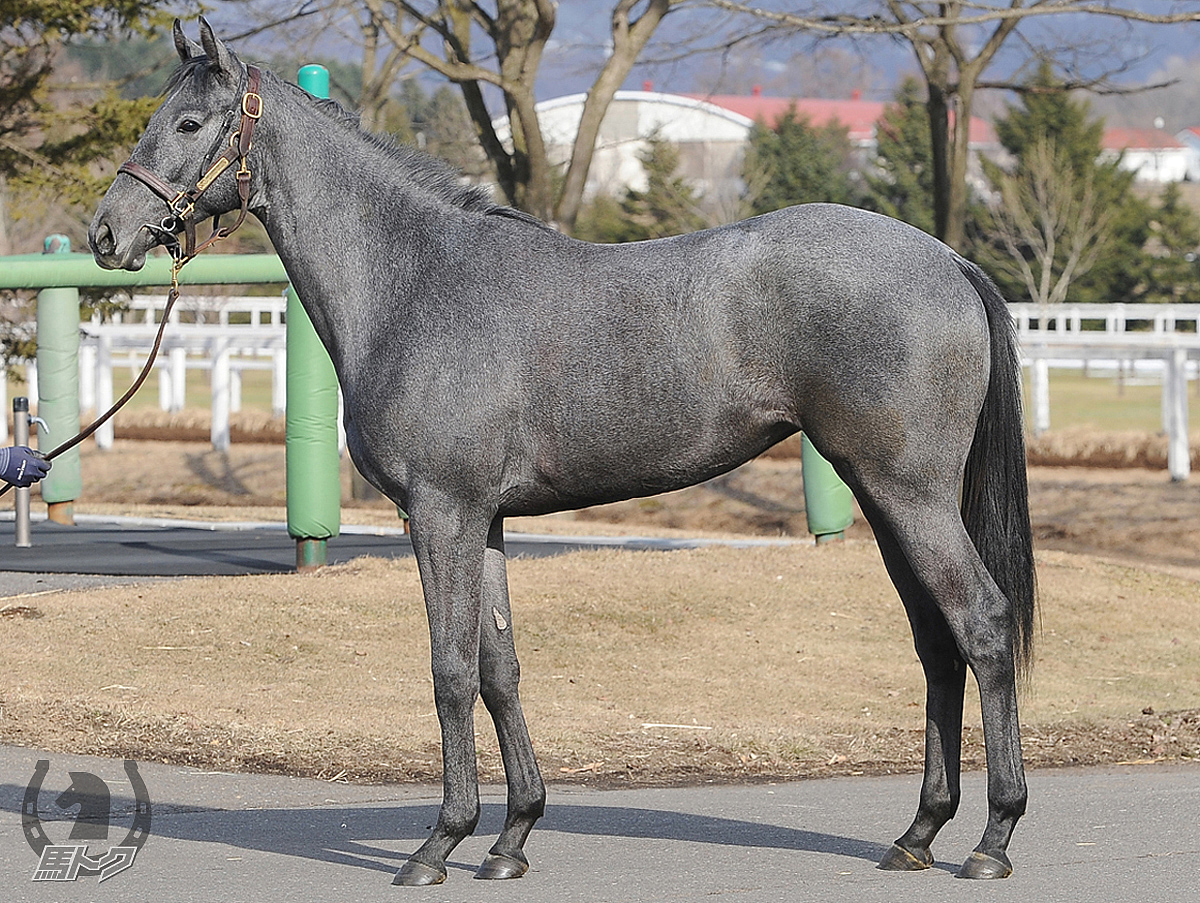 パレドジュスティスの馬体写真