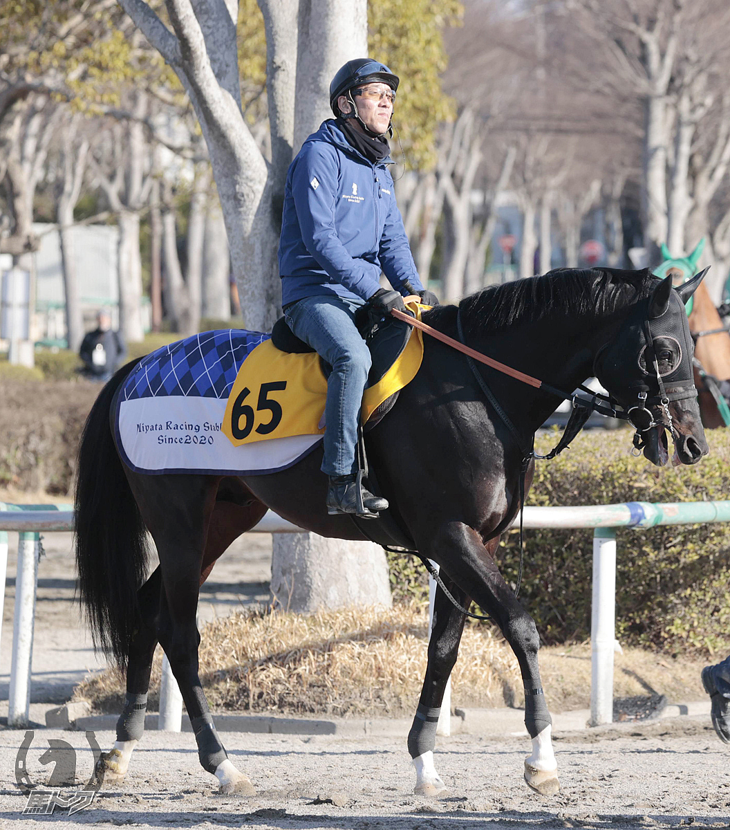 アドマイヤハレーの馬体写真