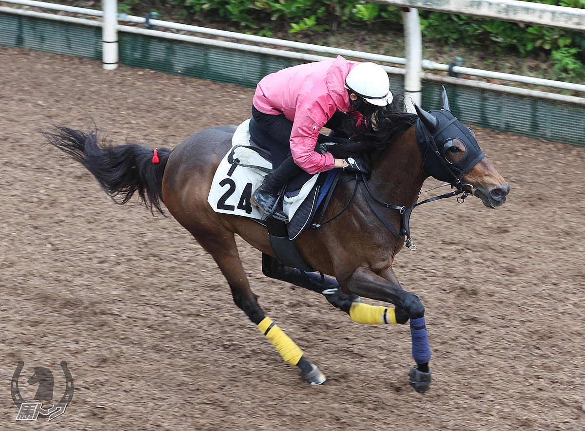 シャーレイポピーの馬体写真