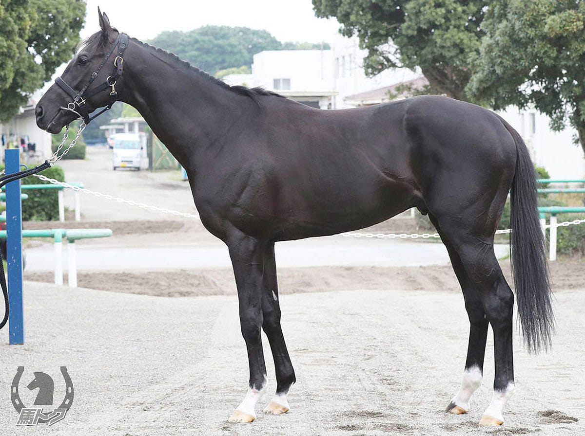 グレートマジシャンの馬体写真