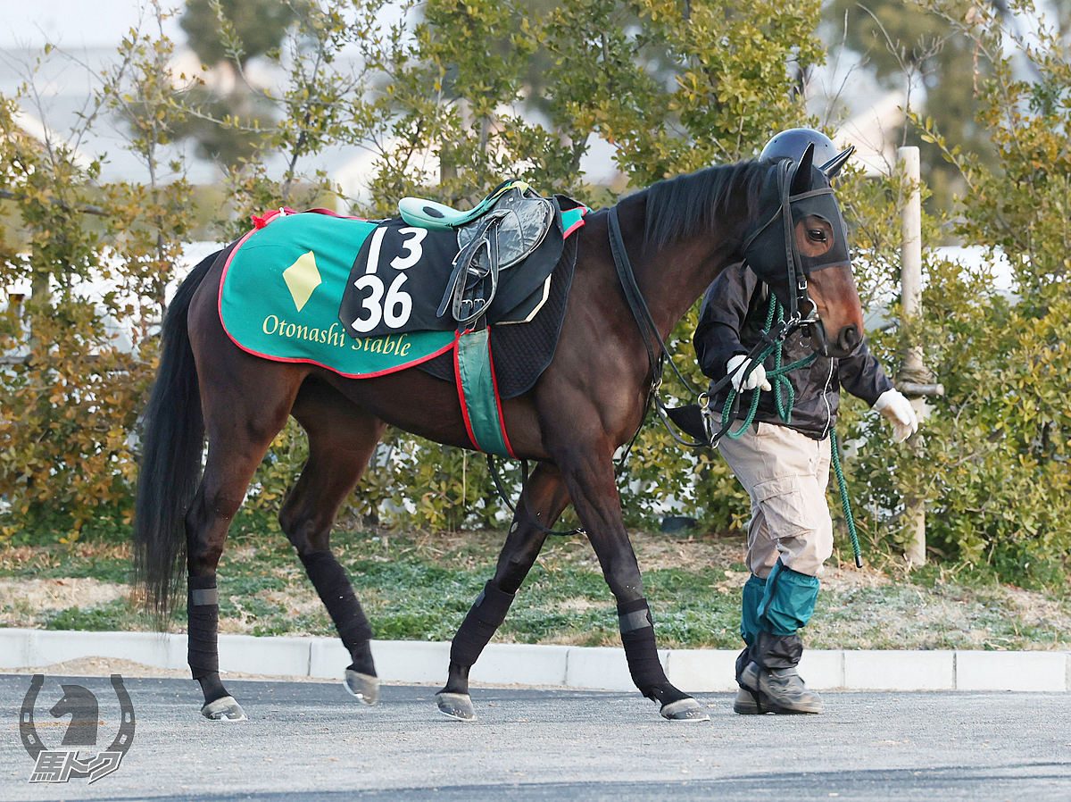 レアシャンパーニュの馬体写真